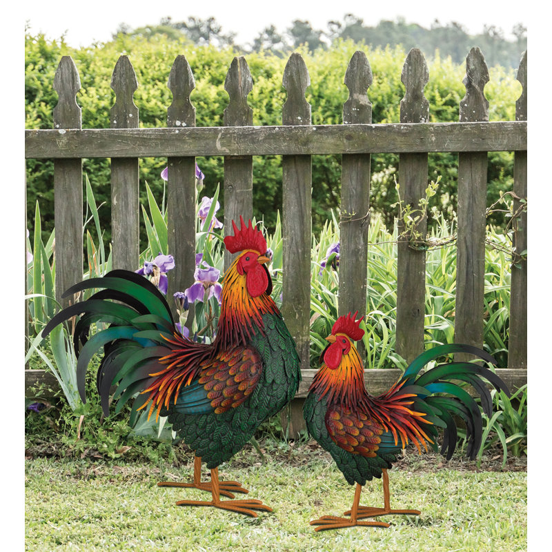 Coq rouge Rhode Island