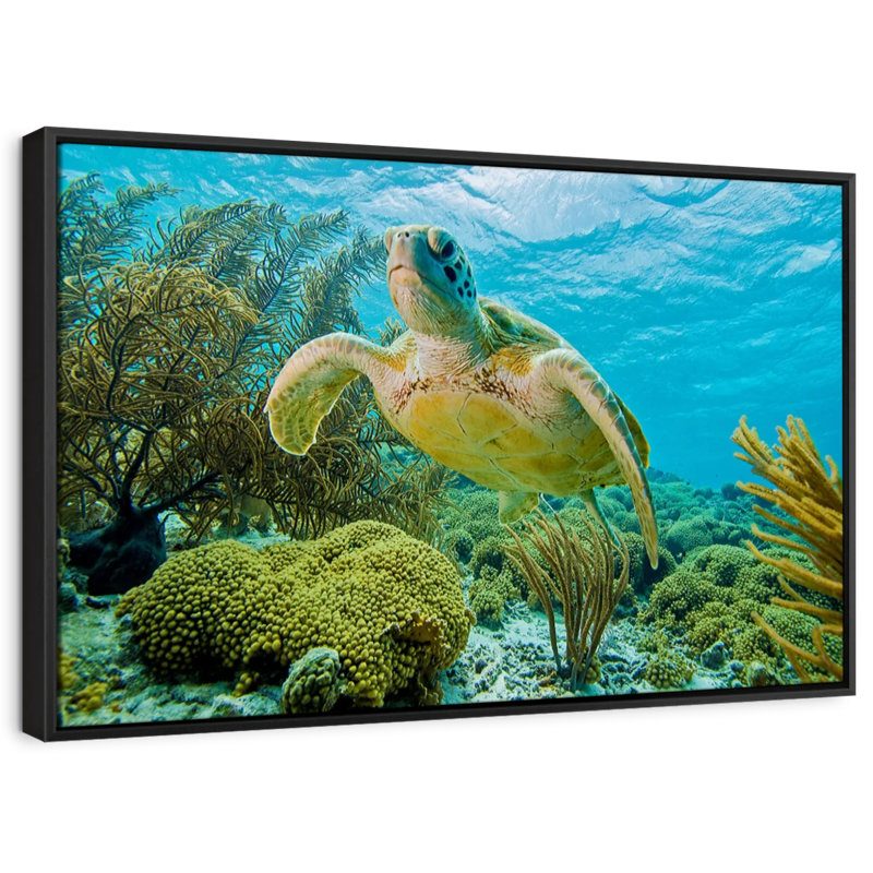 Turtle In Bonaire Reef Canvas Print, 17" H x 25" W