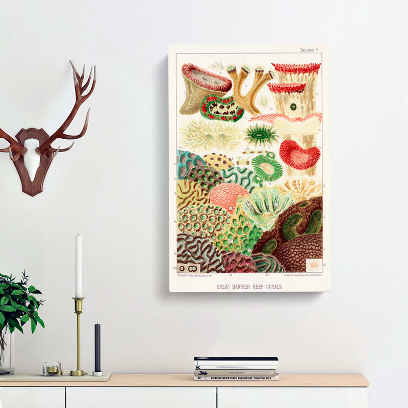 Great Barrier Reef Corals V by W. Saville-Kent - Wrapped Canvas, 50cm H x 35cm W x 3cm D