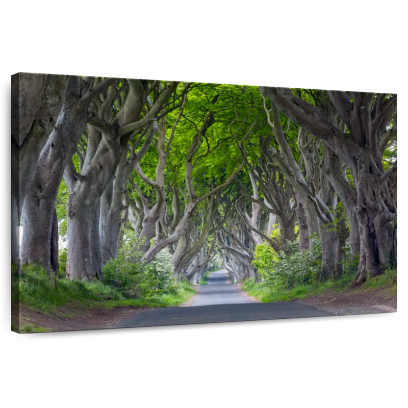 Les haies sombres en Irlande, H 20 po x l 30 po
