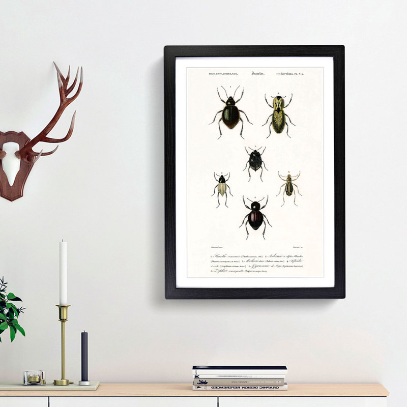 Beetle Illustrations PL.7a by Charles D'Orbigny - Single Picture Frame Print, Black Framed, 45cm H x 33cm W x 2cm D