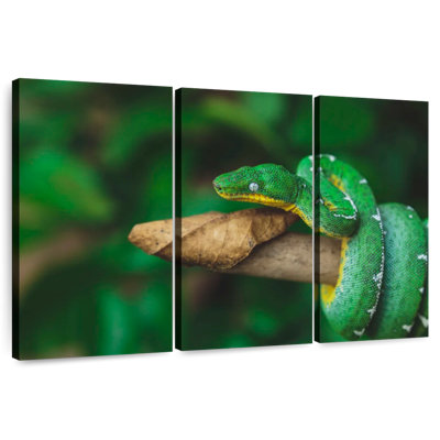 Emerald Tree Snake