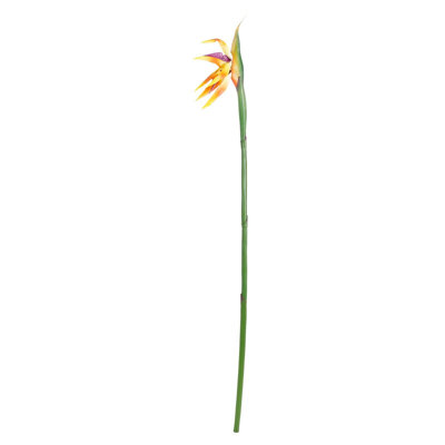 Paradises Arrangement