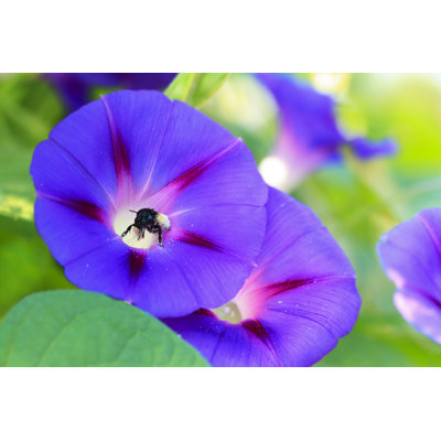 Bee 1 Piece Wrapped Canvas Wall Art