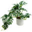 Plastic, Silk Monstera Arrangement in Pot