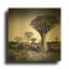 « Arbres à carquois de Namibie » par Nina Papiorek, tableau mural en métal doré, 30,5 x 30,5 cm-2028469071
