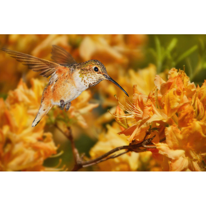 La danse des fleurs X, H 8 po x l 12 po