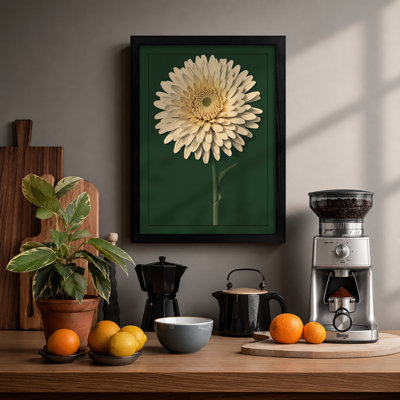 Cream Gerbera Study Botanical - Framed Print