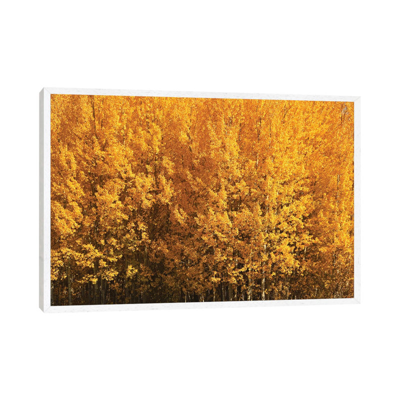 Aspen Gold 1 Piece Wall Art on Canvas, 66.04 cm H x 45.72 cm W x 4.445 cm D, White Floater Framed
