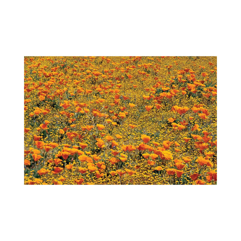 California Poppy and Golden Yarrow Flowers, California 1 Piece Wrapped Canvas Wall Art, 66.04 cm H x 45.72 cm W x 1.91 cm D