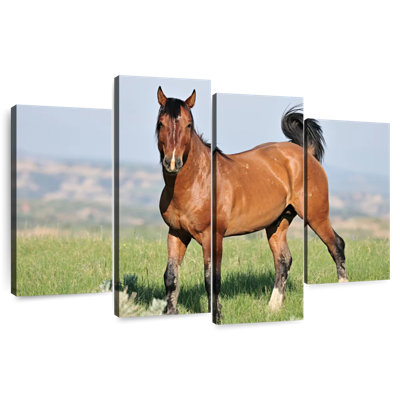 Majestic Wild Horse