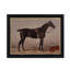 English Riding Horses Framed Print