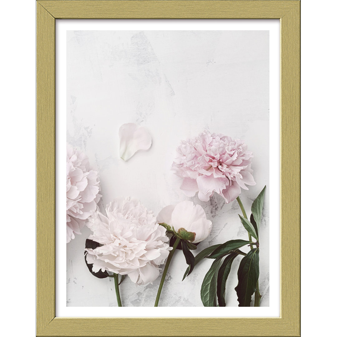 Peonies II