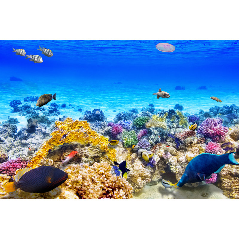 Coral & Tropical Fish - Wrapped Canvas Print, 81cm H x 122cm W x 3.8cm D