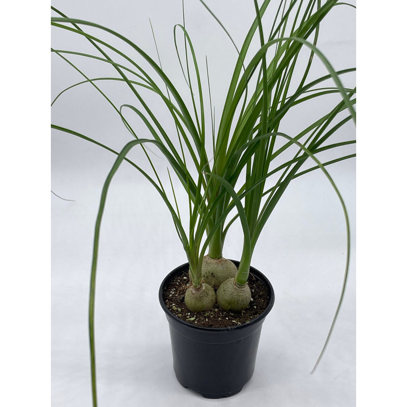 orange indoor plant Philodendron Prince of Orange | Philodendron Orange in 4” Pot | Rare Potted Indoor  Plants for Delivery | Houseplant for sale main image 0
