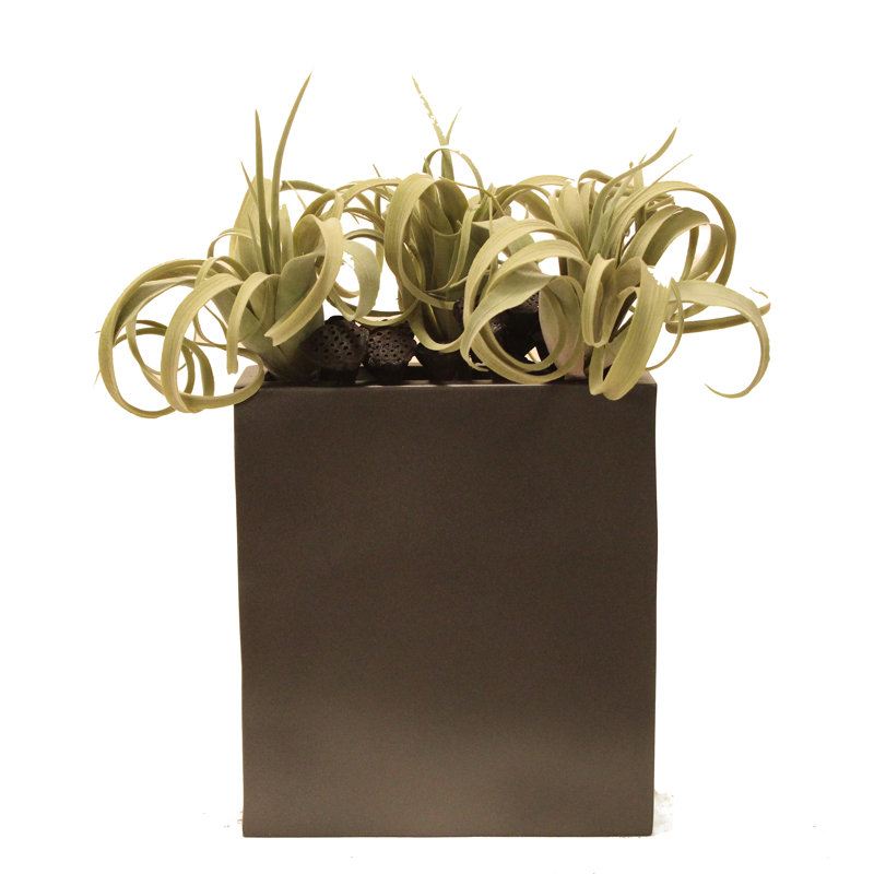     Ensemble de 2 pots à fleurs Tillandsia