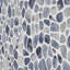 Hydra 11.81 W X 11.81 L Tile