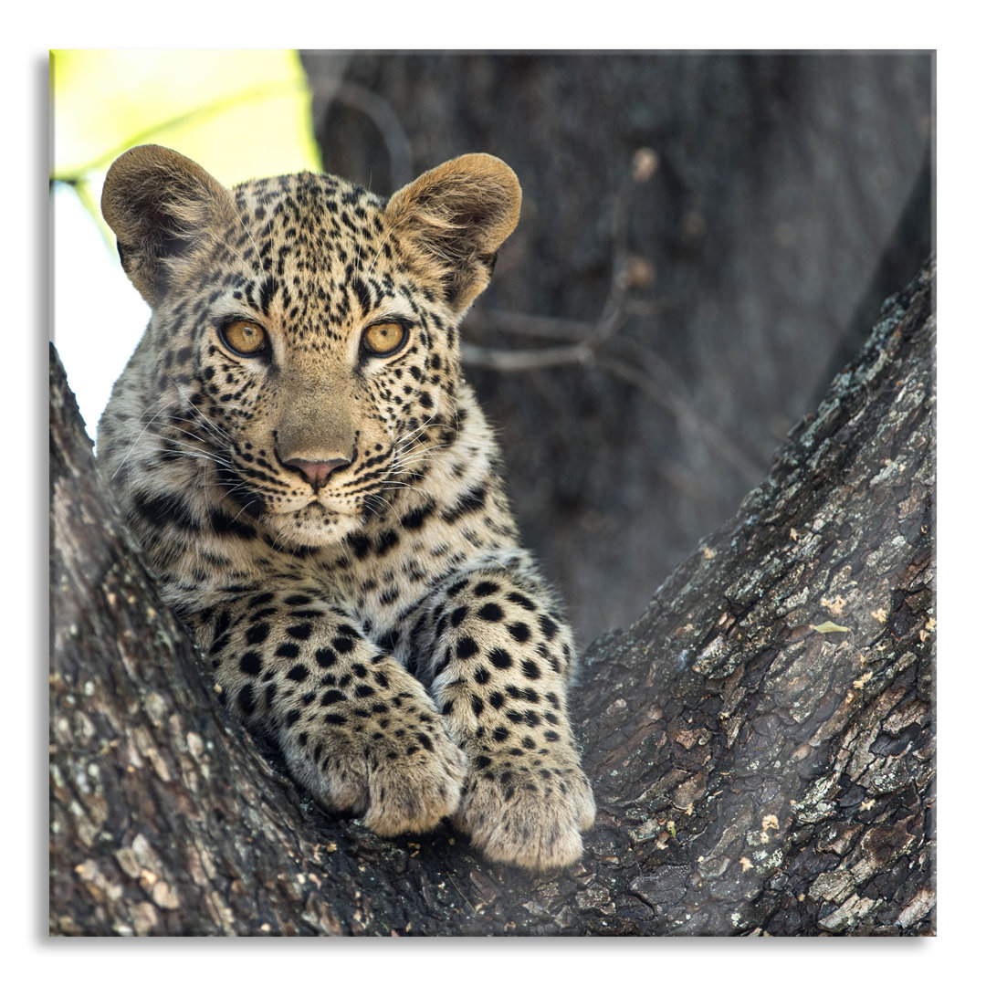 Glasbild Leopardenbaby