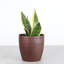 Live Laurentii Snake Plant in Classic Pot-49662185