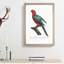 Australian King Parrot by F. Levaillant - Framed Print-55456970-55456971