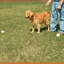 Enclos pour chien électrique enterré
