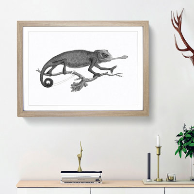Chameleon in Black & White by George Shaw - Framed Print