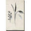 Latine botanique II par Janice Gaynor - impression-1286615993-1286615994
