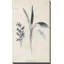 Latine botanique II par Janice Gaynor - impression-1286615994-1286615993