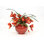 Orchid Floral Arrangement in Planter