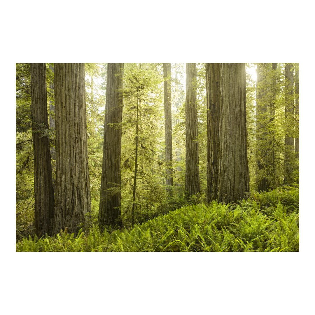 Matte Fototapete Redwood State Park Waldansicht 1,9 m x 288 cm