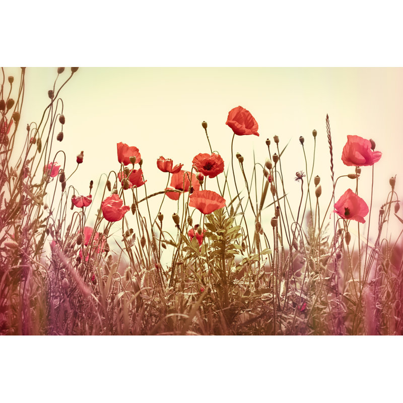 Poppy Flowers - Wrapped Canvas Print, 30cm H x 46cm W x 3.8cm D