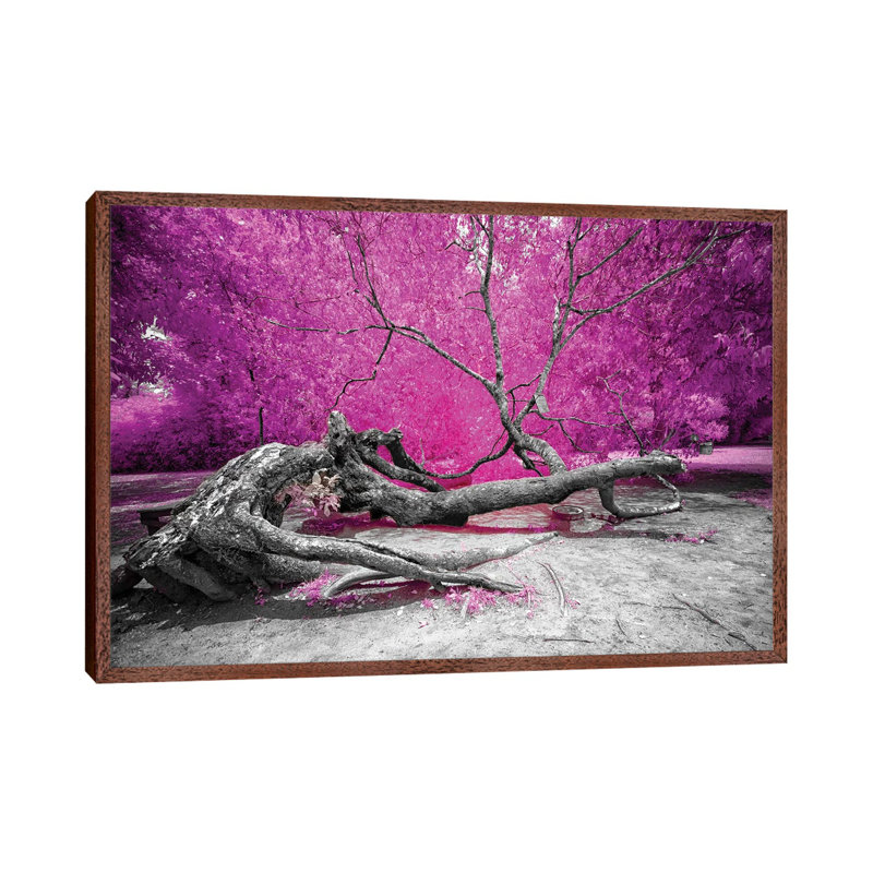 Dry Oak - Bahia, Brazil by Glauco Meneghelli - Print on Canvas, Classic Brown Wood Framed, 101.6 cm H x 66.04 cm W