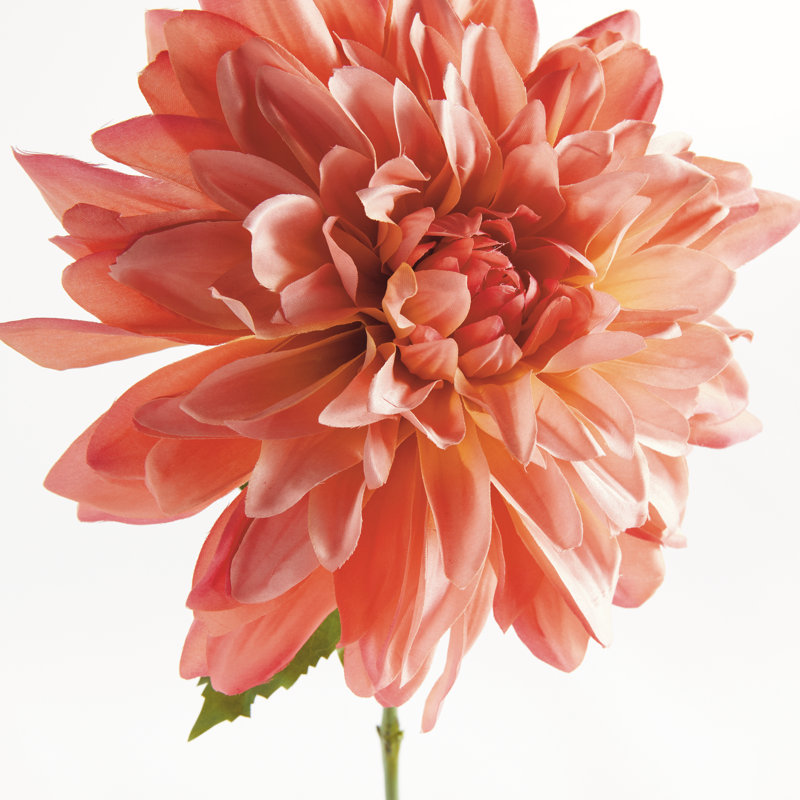 TIGE DAHLIA 28 po, Rose foncé