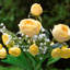 Arrangement floral dans un vase Lester-88536249