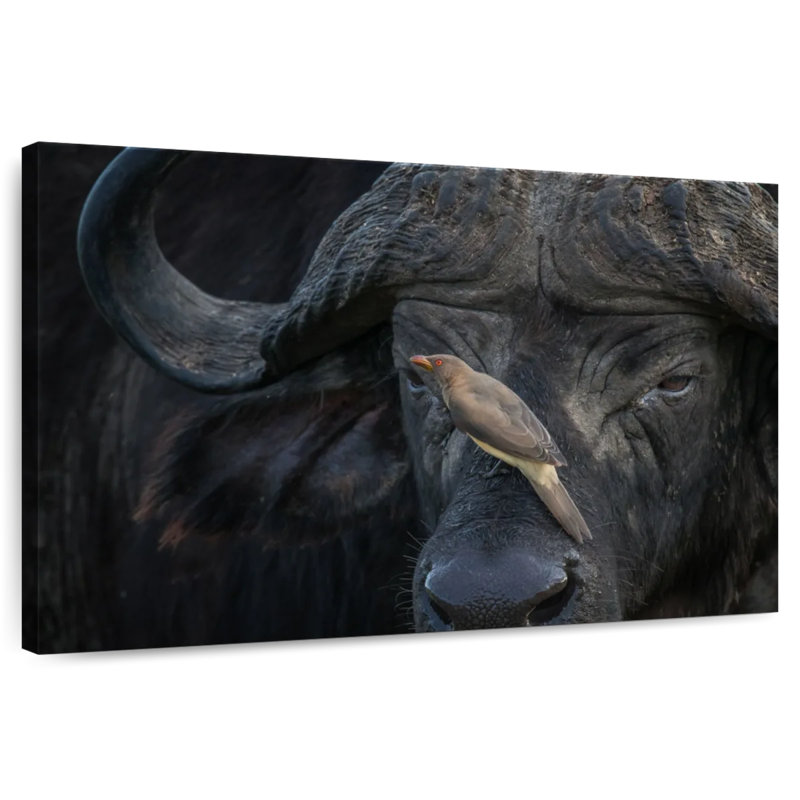 Brampt Bird On Buffalo, 30" H x 45" W