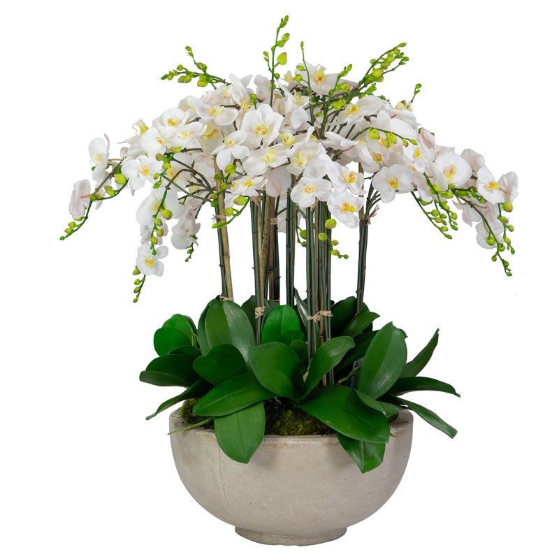 Orchids In Bowl, White