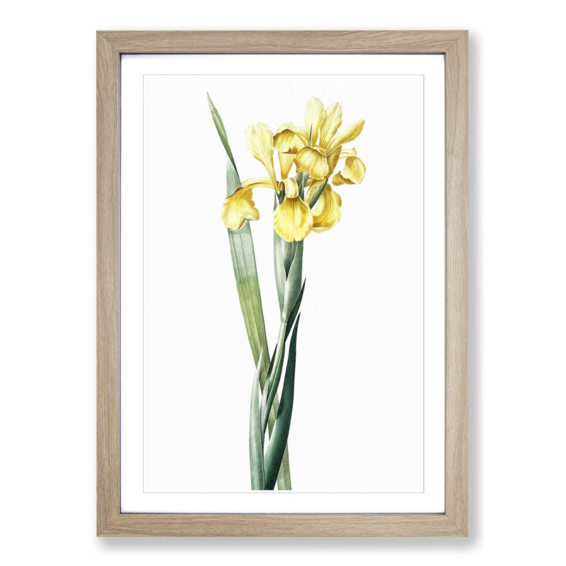 Monnieri Iris Flower by Pierre-Joseph Redoute - Picture Frame Art Print, Oak Framed, 48cm H x 36cm W x 2cm D