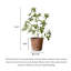 Ornement décoratif d'intérieur et d'extérieur de verdure artificielle minimaliste Pieris Japonica