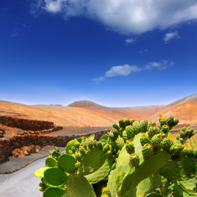 Howardville Cactus Nopal par Lunamarina