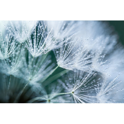Closeup Of Dandelion - Wrapped Canvas Print