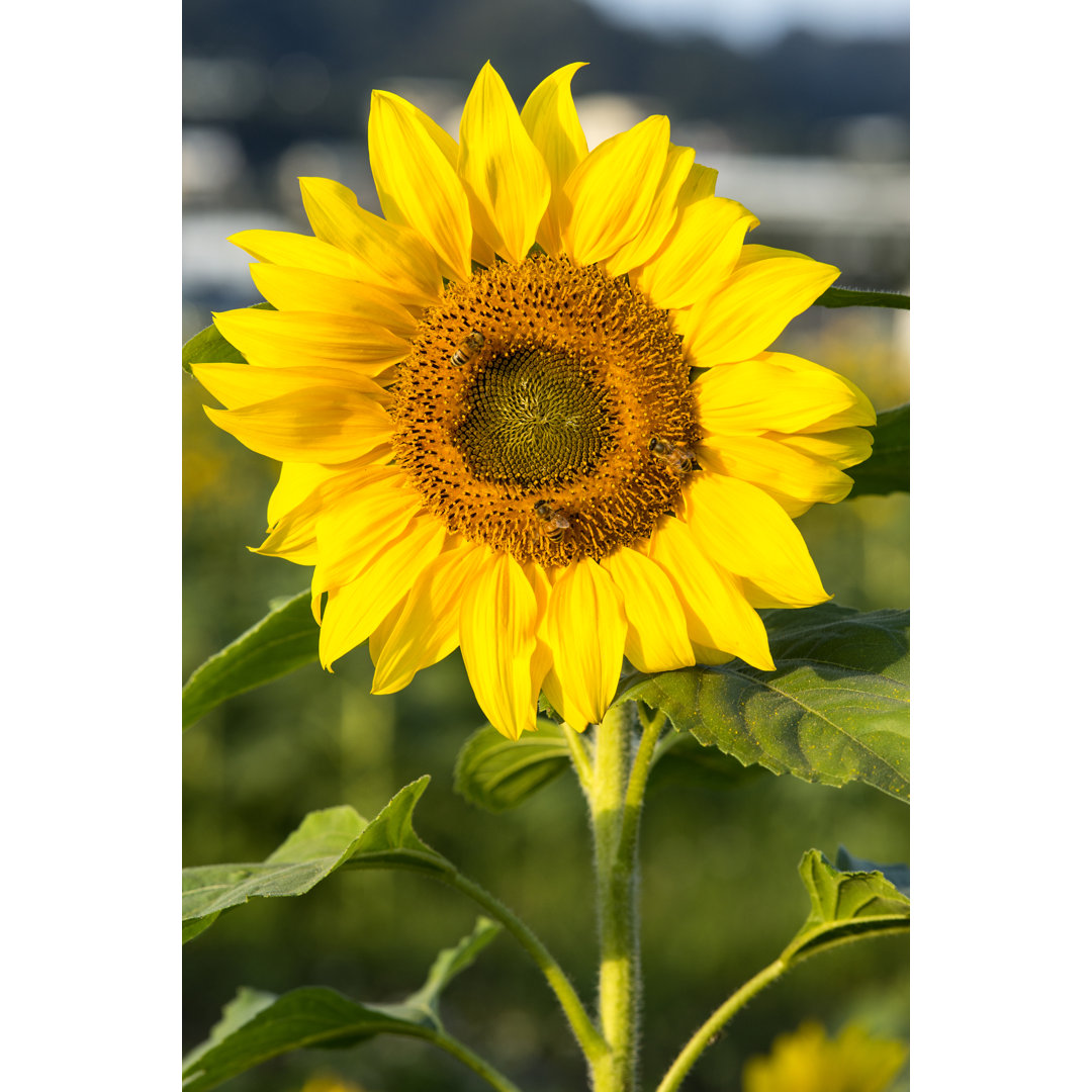 Honigbienen auf Sonnenblume von Ching-Shen - Leinwanddrucke