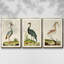 Heron Portrait I, ensemble de 3 toiles encadrées-97792279-97792276