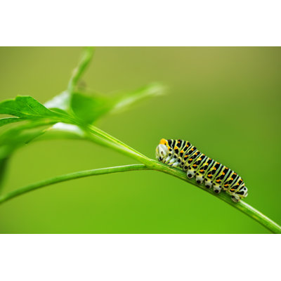 «Consolata Beautiful Green Chen» par - impression