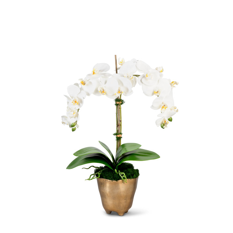 Arrangement fonctionnel d'orchidées dans un pot à fleurs doré, Neige