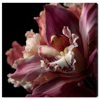 Velvet Labellum Print by Oliver Gal
