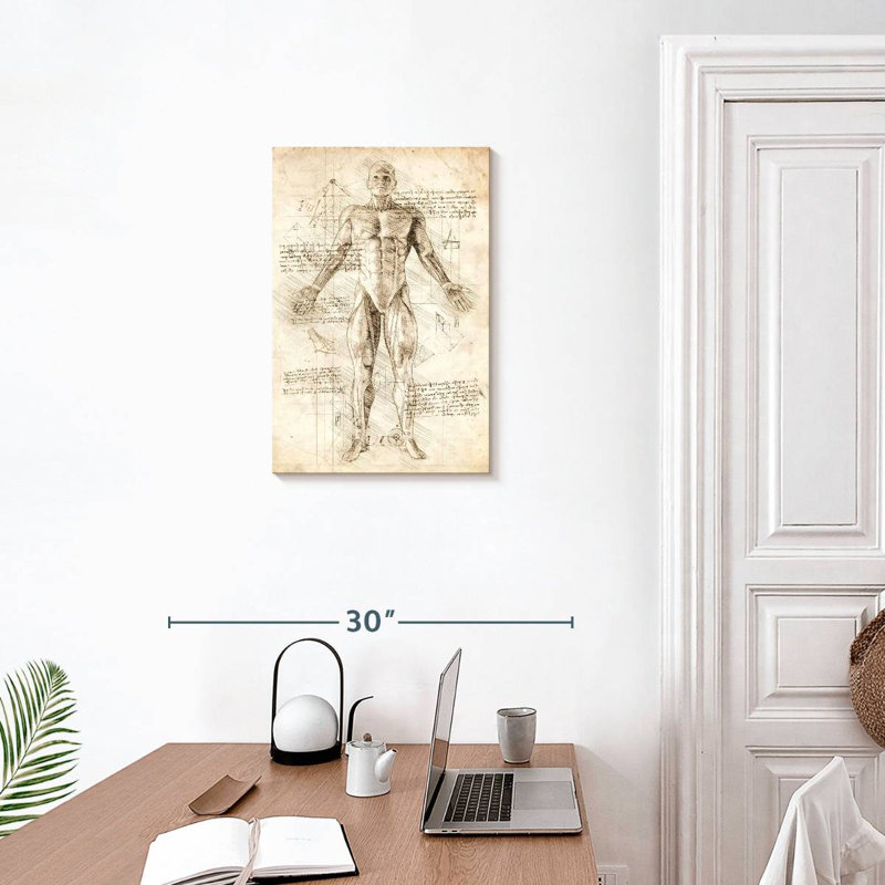 Keiri Human Muscles Anatomy, 24" H x 16" W