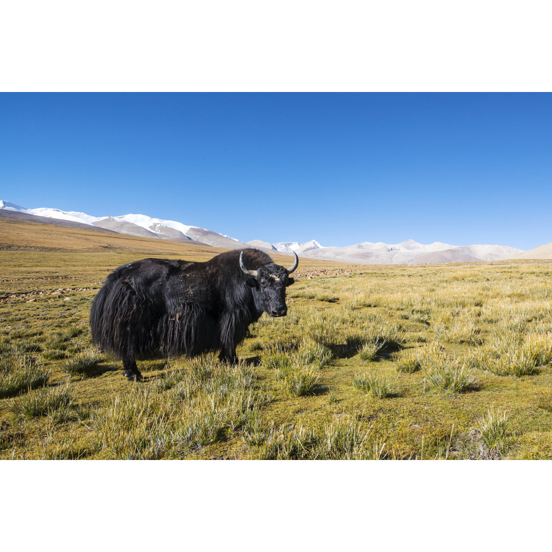 Yak in den Bergen von Tibet von Guenterguni - Drucken