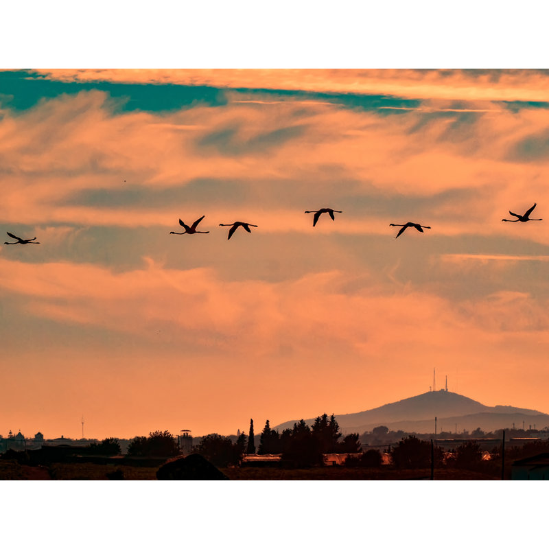 Flamingos Flying At Sunset Print by Tom Kostes, Black Framed Paper, 25.25" H x 31.25" W