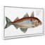 Haddock Fish by M.E. Bloch - Wrapped Canvas-55360517