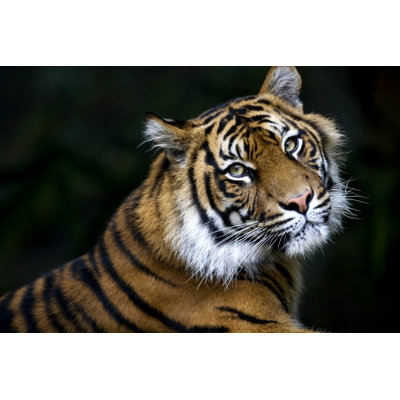 " Sumatran Tiger " by Mccawleyphoto